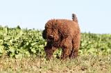 BARBET 024